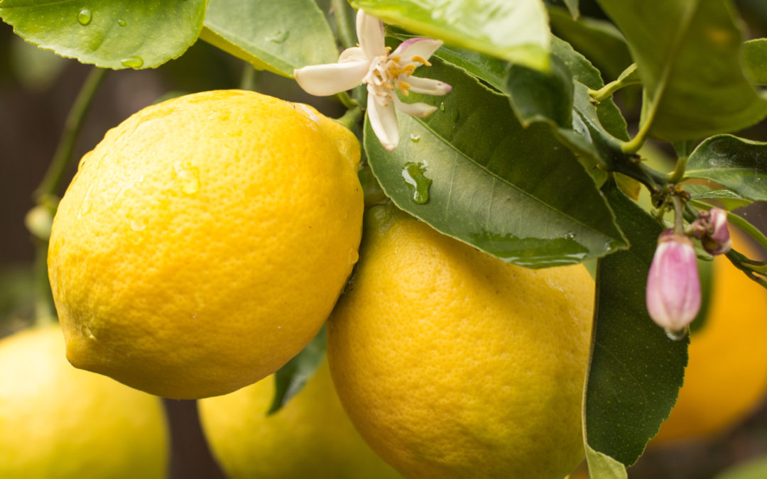 The Health Benefits of Lemon Water
