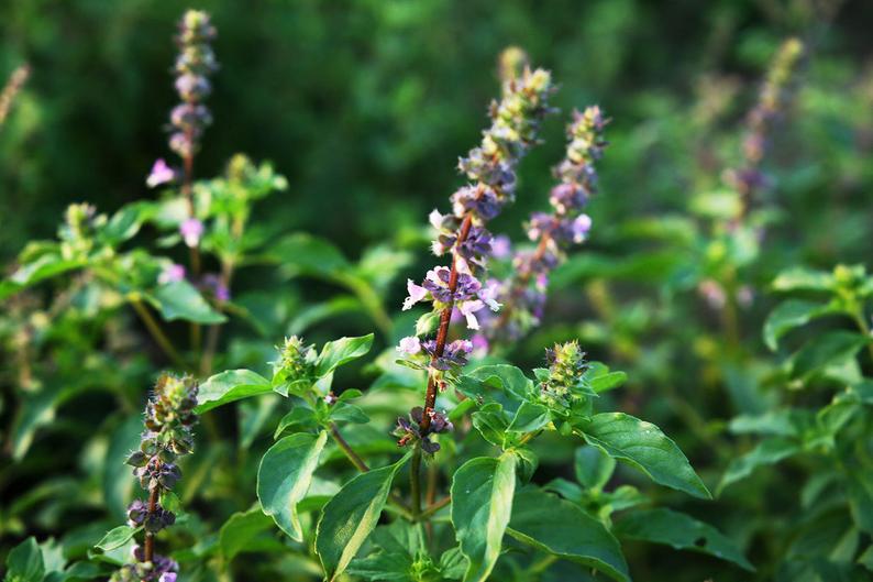 Tulsi: The Magical Herb