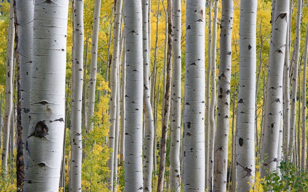 Aspen forest with yellow autumn leaves