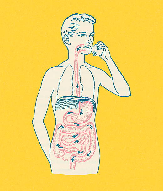 The 6 Stages of Digestion