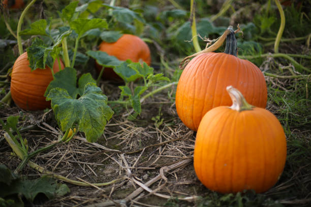 Pumpkin Season & Ayurveda