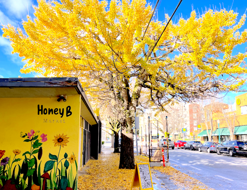 Ayurvedic Gut Healing Protocol Santa Cruz Ayurveda