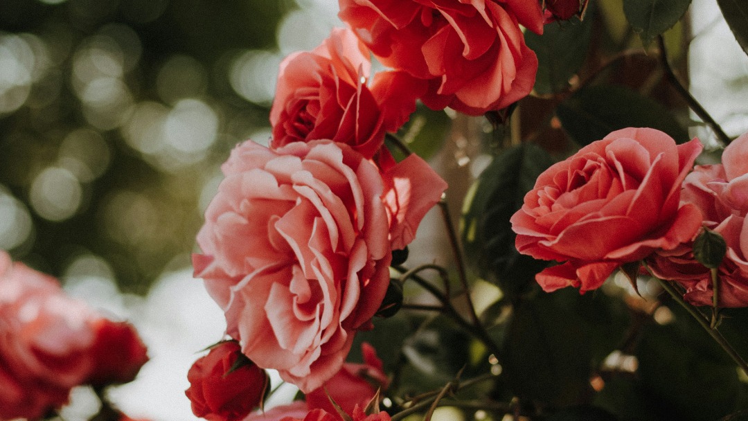 Love is in the Air: The Medicinal History of Roses