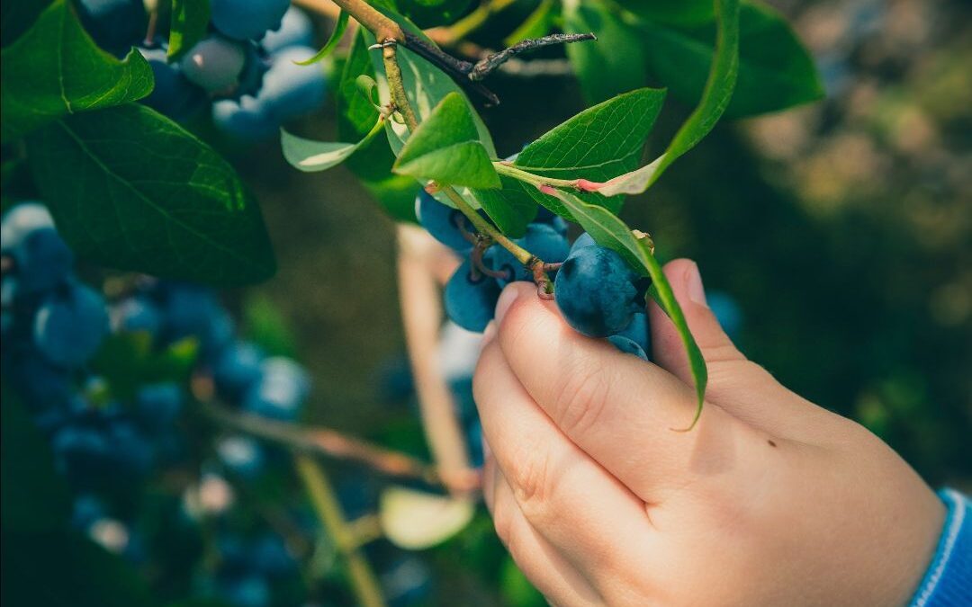 Young person's hand picking blueberries.