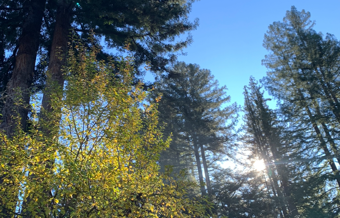 Springtime Cleansing in Ayurveda