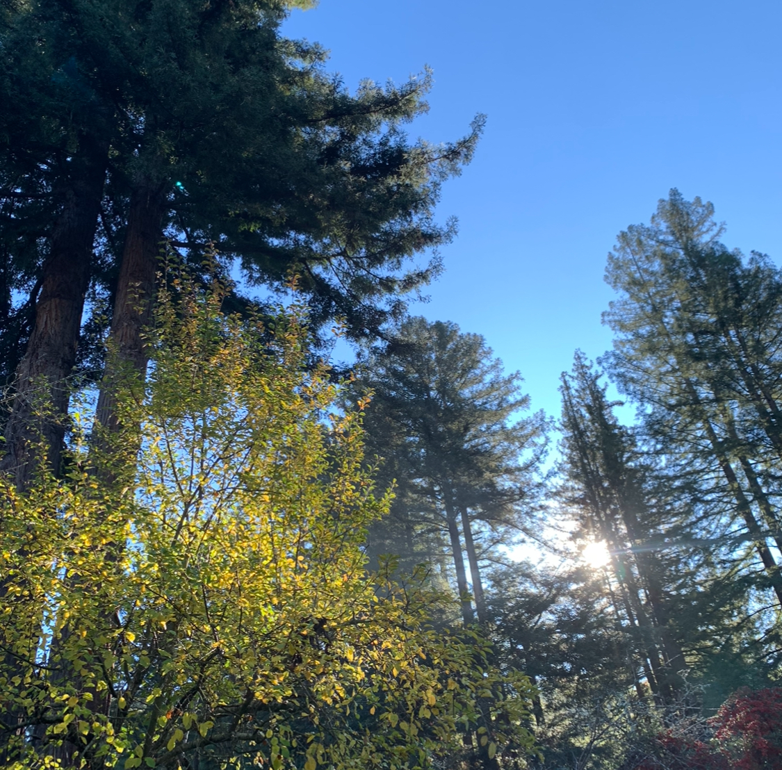 Springtime Cleansing in Ayurveda