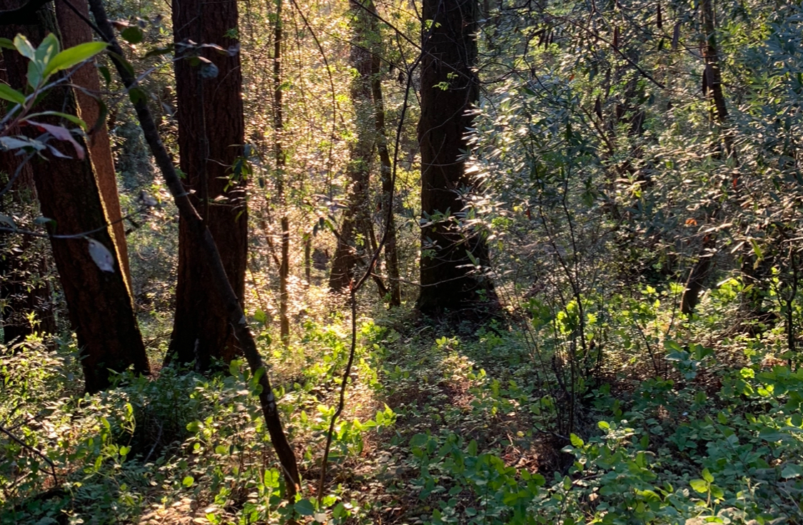 Feeling Sluggish This Spring? Ayurveda Explains Why