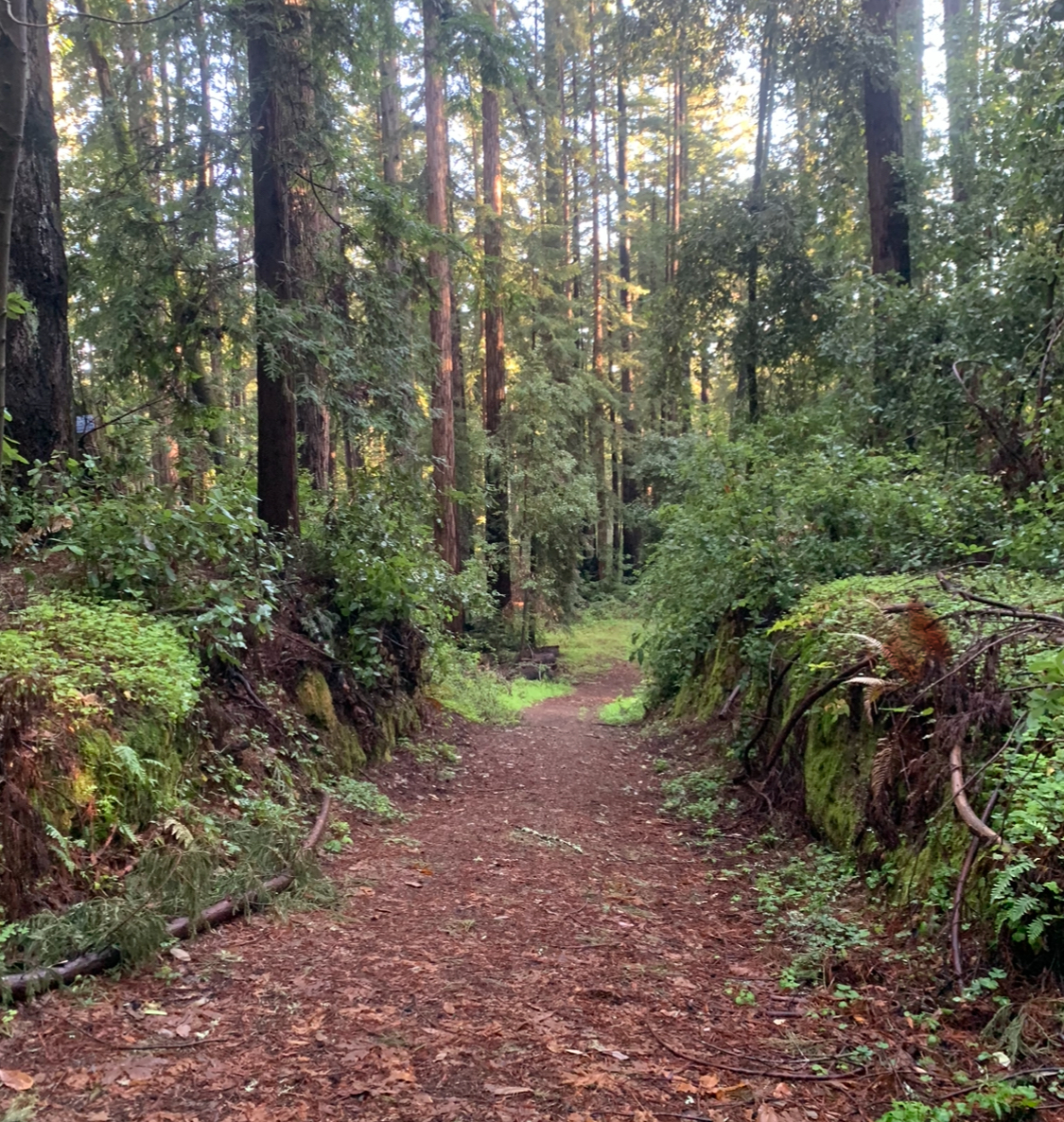 Hiking & Nature as Kapha Medicine