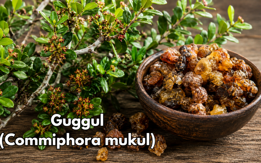 Ayurvedic Herbal Spotlight: Guggulu (Commiphora mukul)