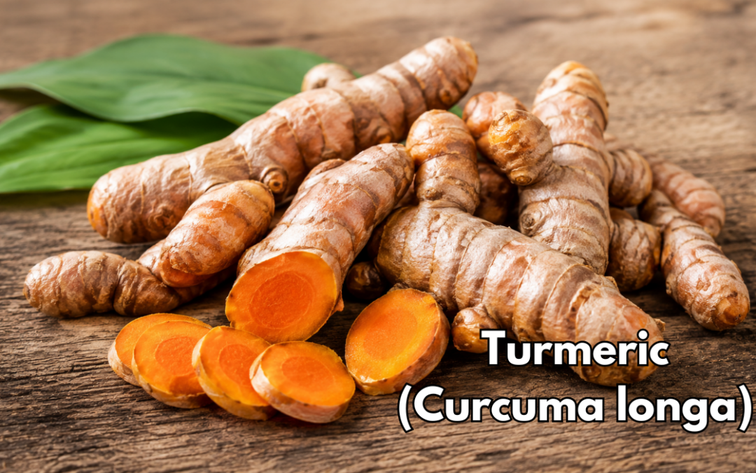 Ayurvedic Herbal Spotlight: Turmeric (Curcuma longa)
