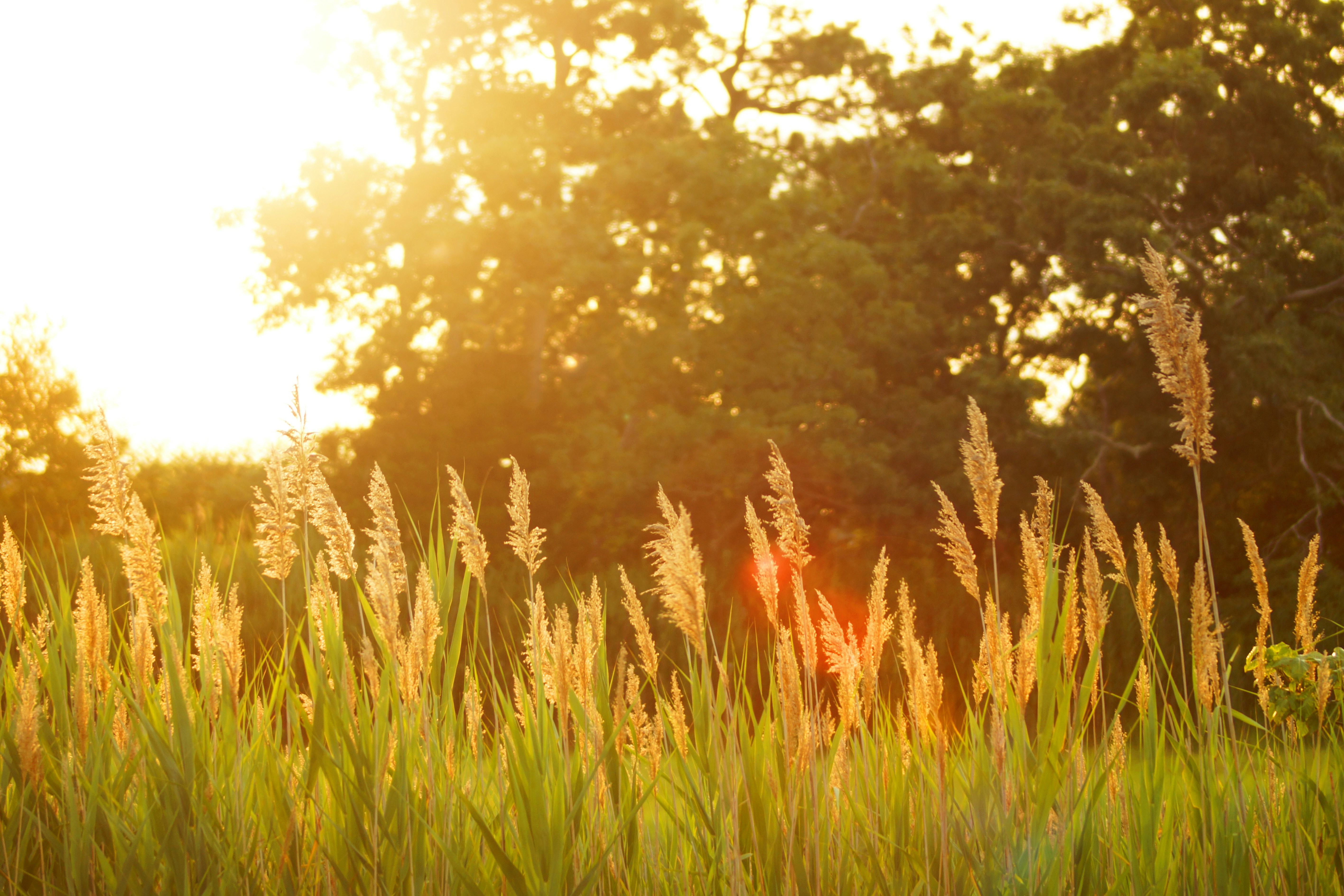 Sunlit meadow grasses at golden hour
